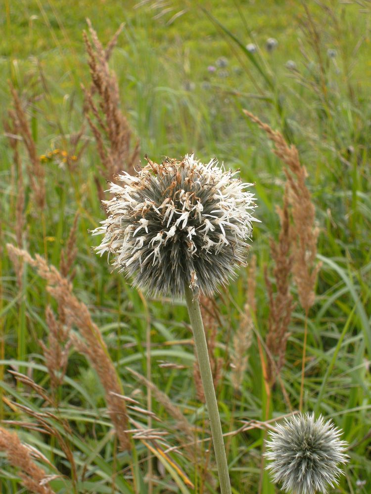 Verblühte Kugeldistel