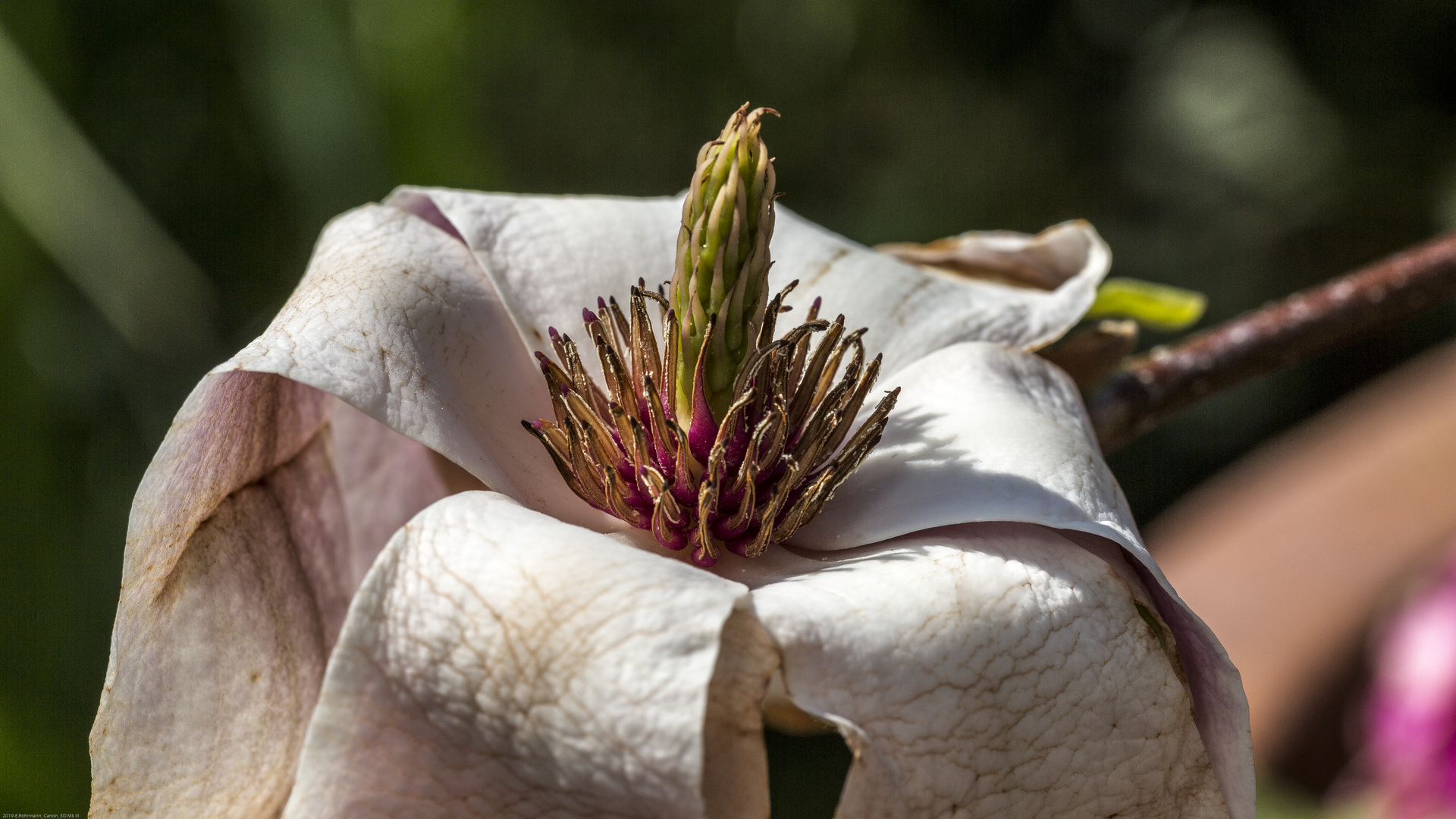 Verblühte Magnolien-Blüte