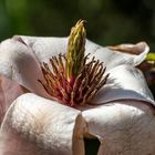 Verblühte Magnolien-Blüte