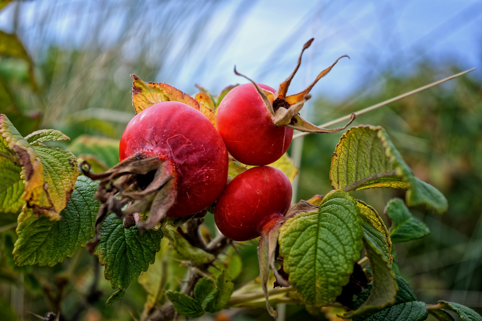 ... verblühte Mittwochsblümchen ...