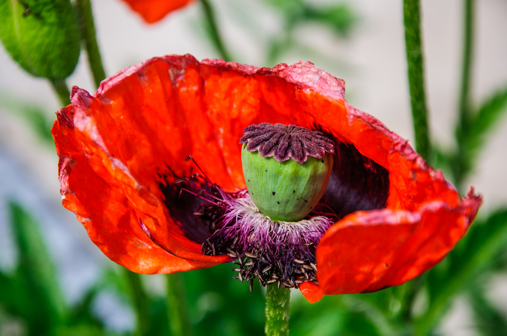 verblühte Mohnblüte