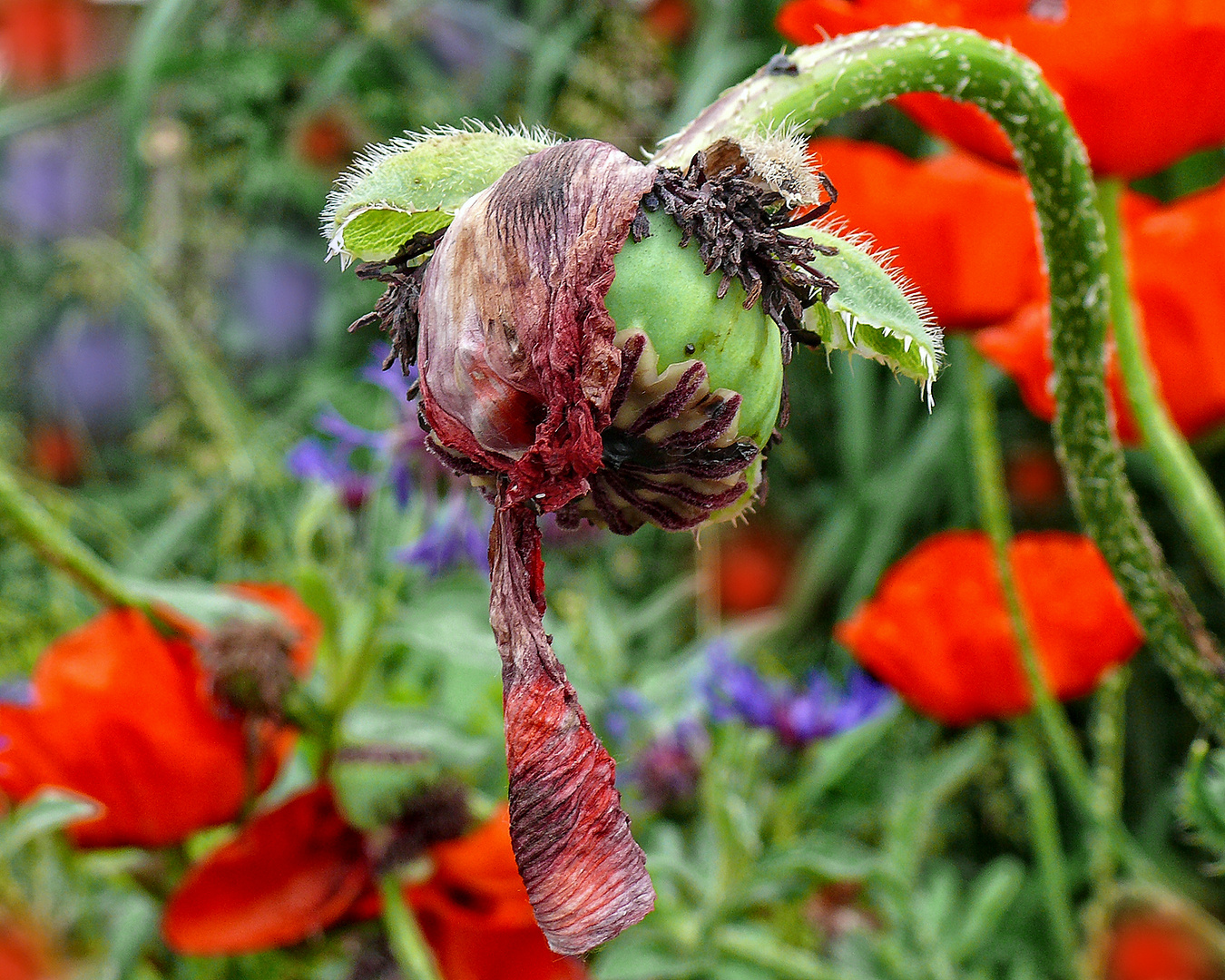 Verblühte Mohnblume