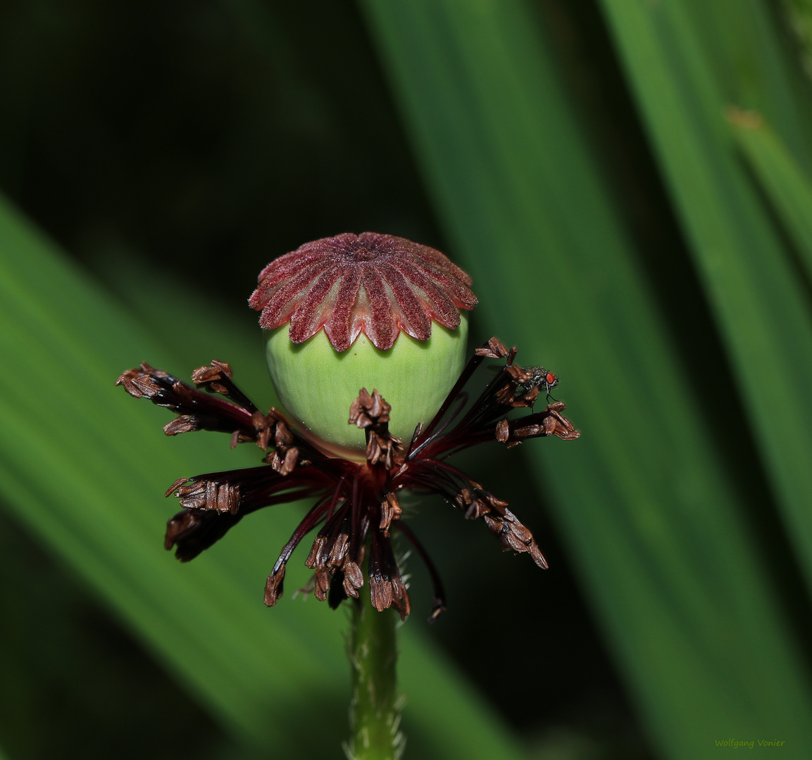 Verblühte Mohnblume mit Samenkelch