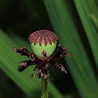 Verblühte Mohnblume mit Samenkelch