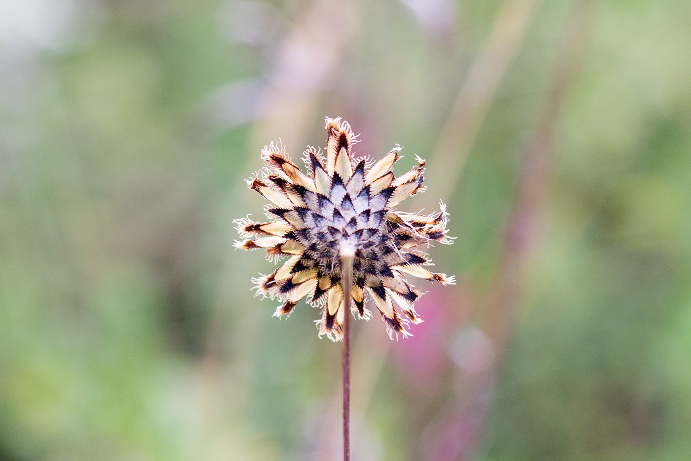 Verblühte nickende Distel