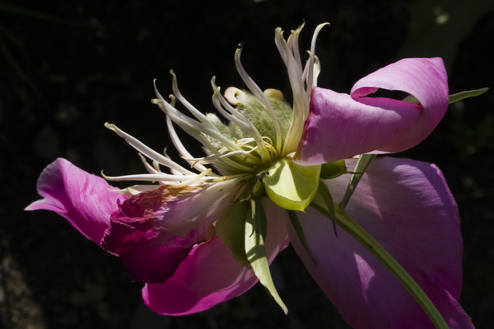Verblühte Pfingstrose Foto & Bild pflanzen, pilze & flechten, blüten