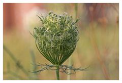 verblühte Pflanze..."Wilde Möhre", "Daucus carota"!