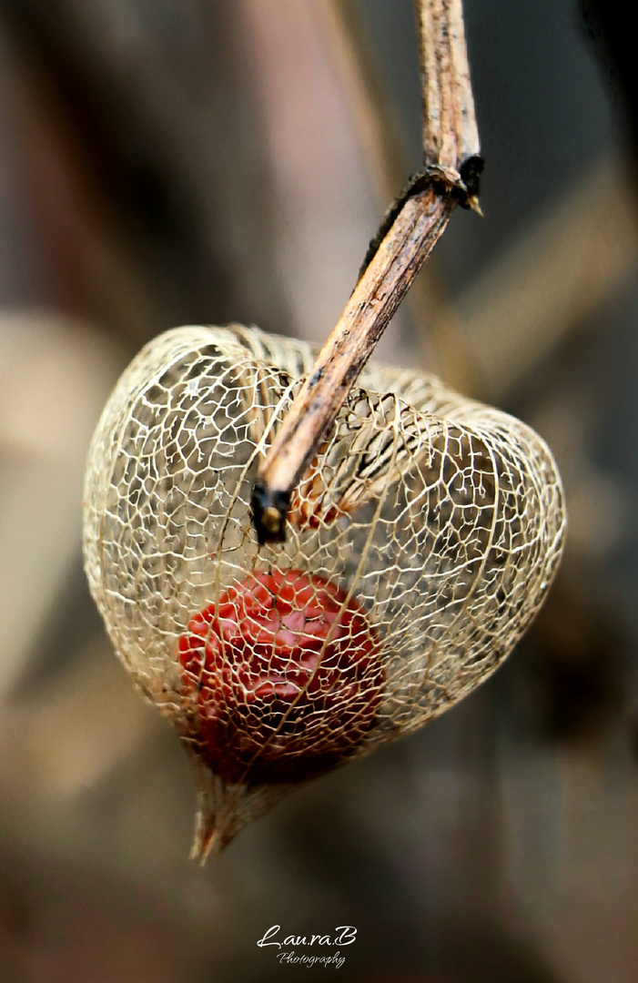 Verblühte Physalis 