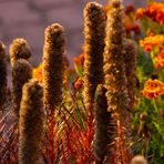 verblühte Prachtscharte in Herbstfärbung