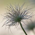 Verblühte Pulsatilla im Abendlicht