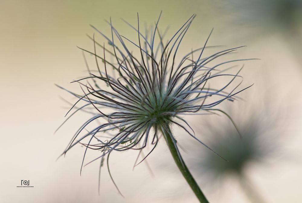 Verblühte Pulsatilla im Abendlicht