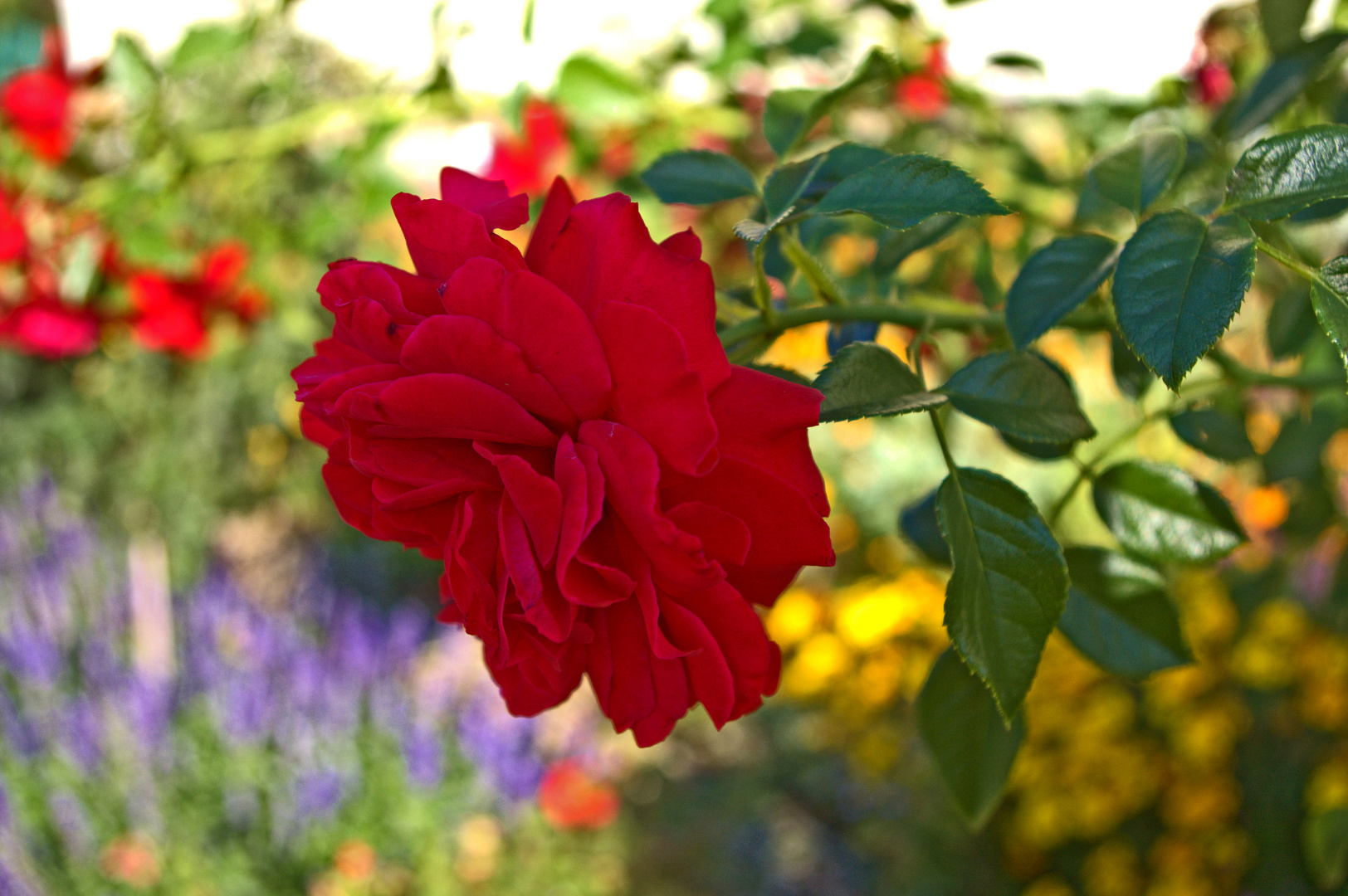 Verblühte Rose