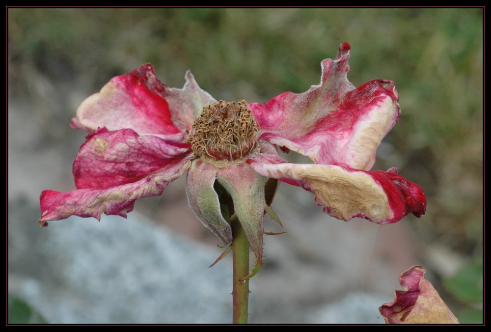 Verblühte Rose