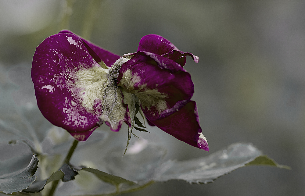 Verblühte Rose