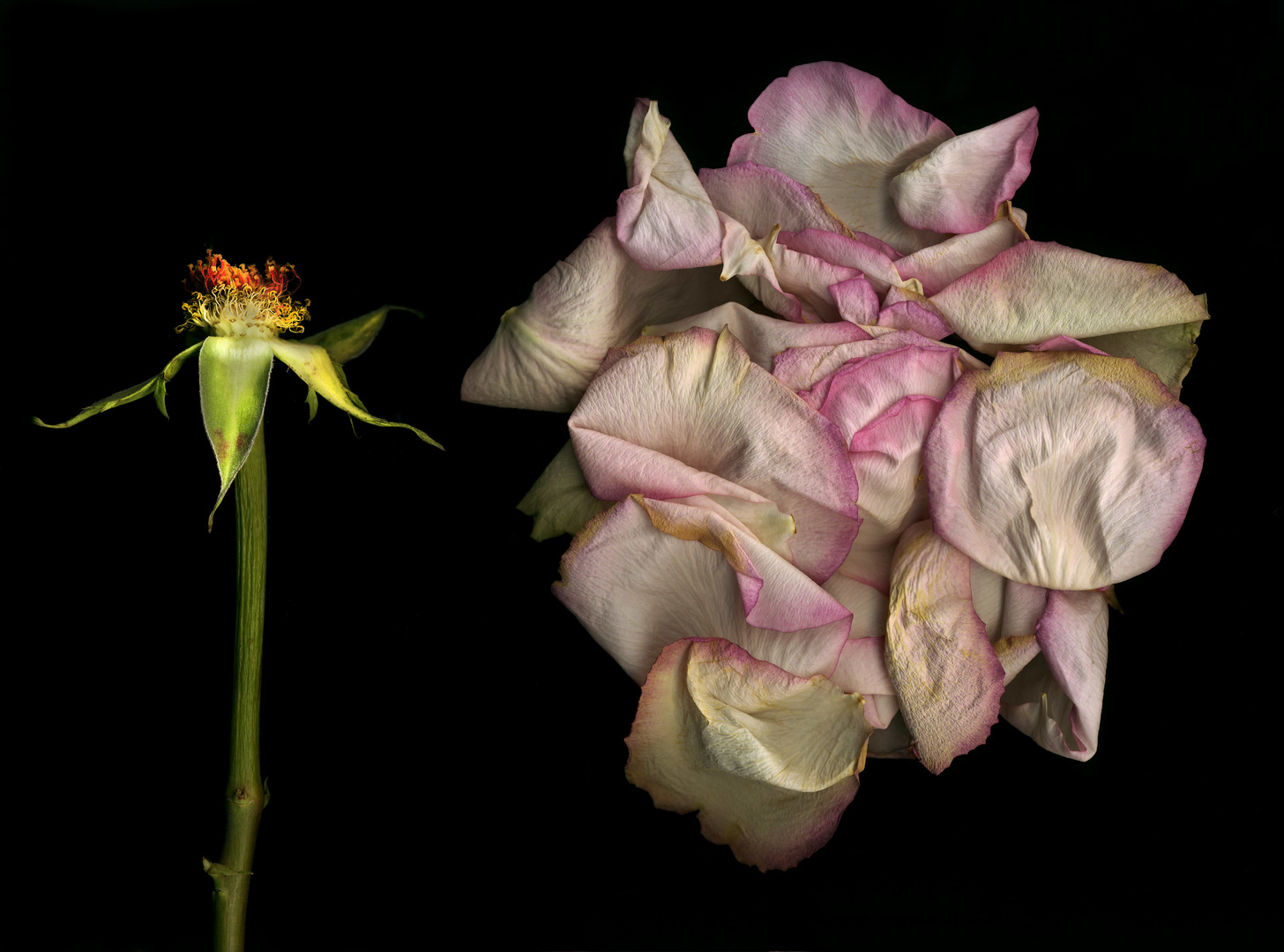 Verblühte Rose