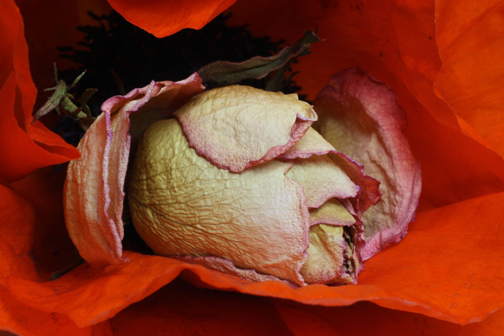 Verblühte Rose in einer Mohnblüte