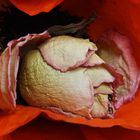 Verblühte Rose in einer Mohnblüte