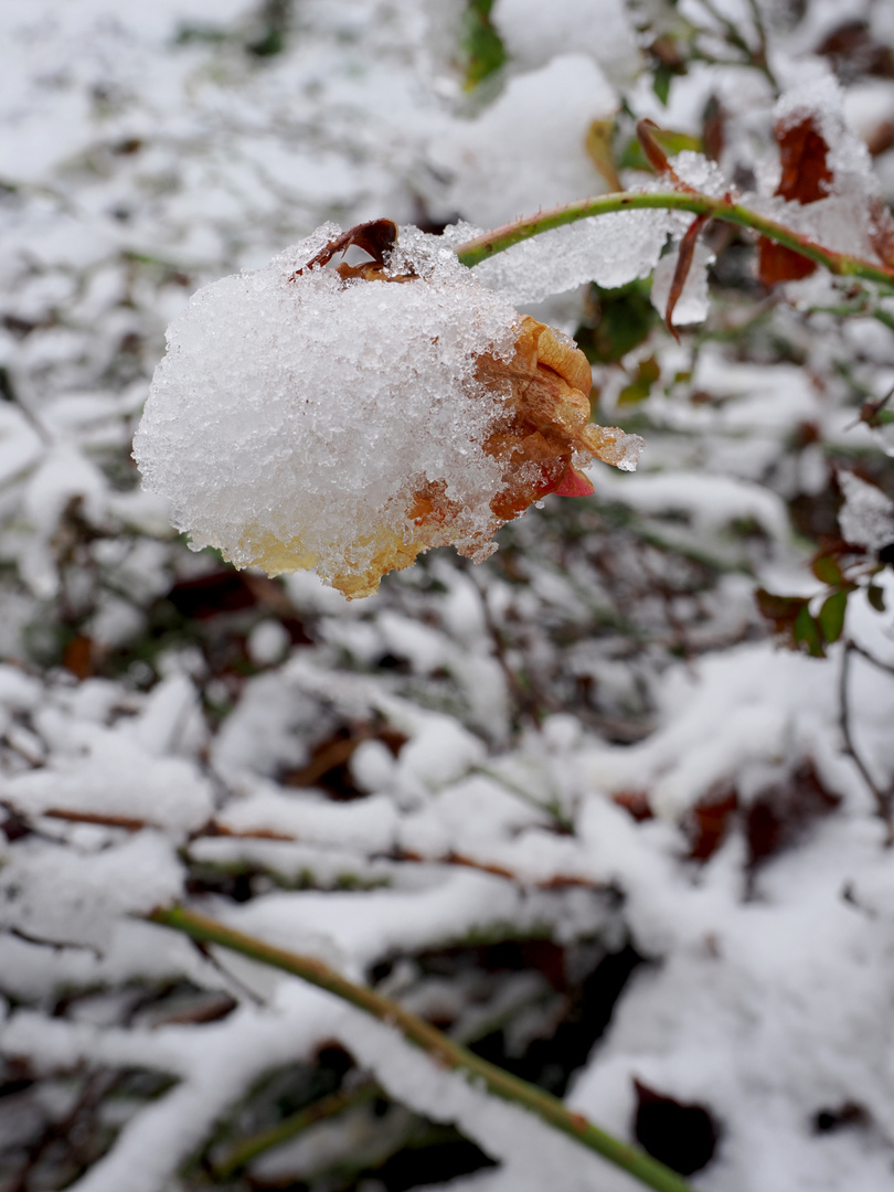 Verblühte Rose mit Schnee