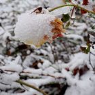 Verblühte Rose mit Schnee