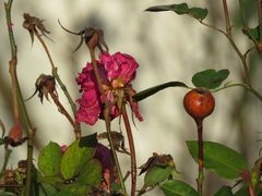 Verblühte Rosen