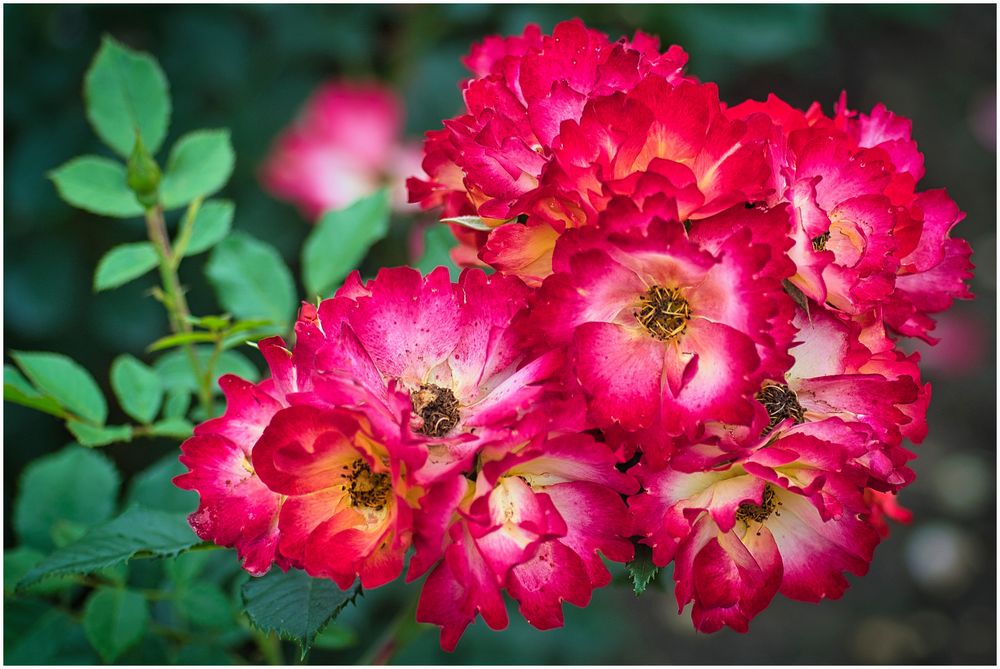 verblühte rote Rosen