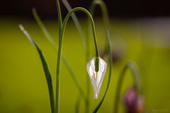 Verblühte Schachbrettblume