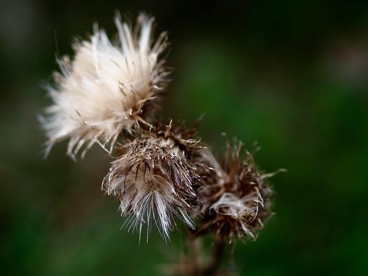 Verblühte Schönheit