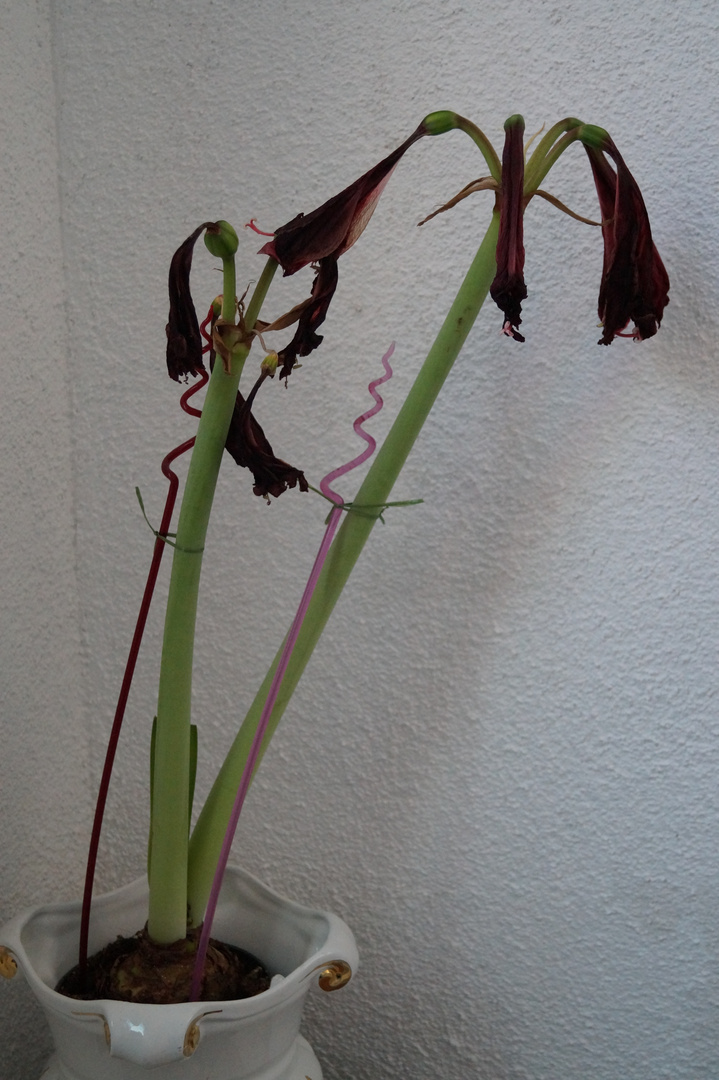 Verblühte Schönheit...(Amaryllis, 27.02.2016)