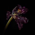 verblühte schwarze Tulpe 01