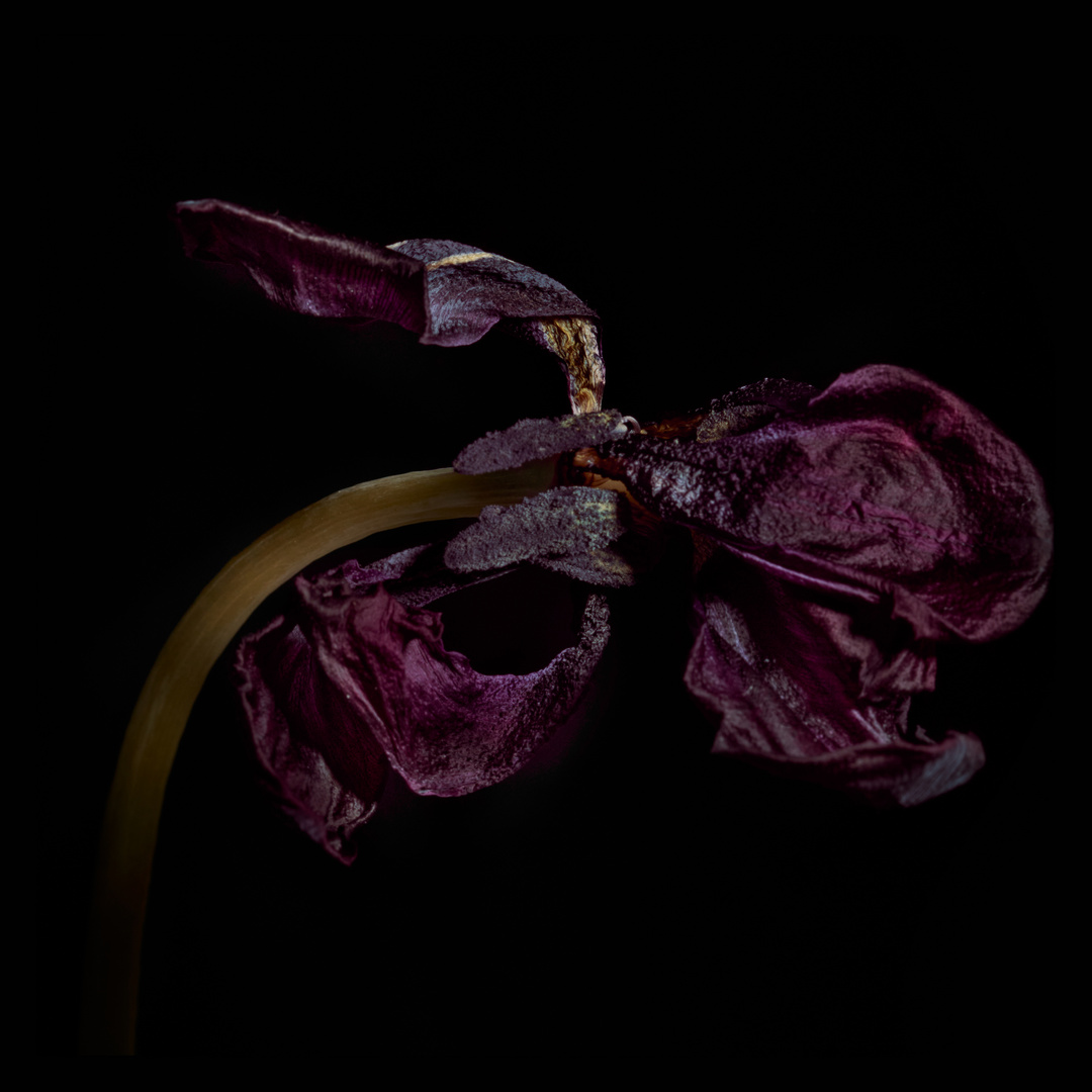 verblühte schwarze Tulpe 02