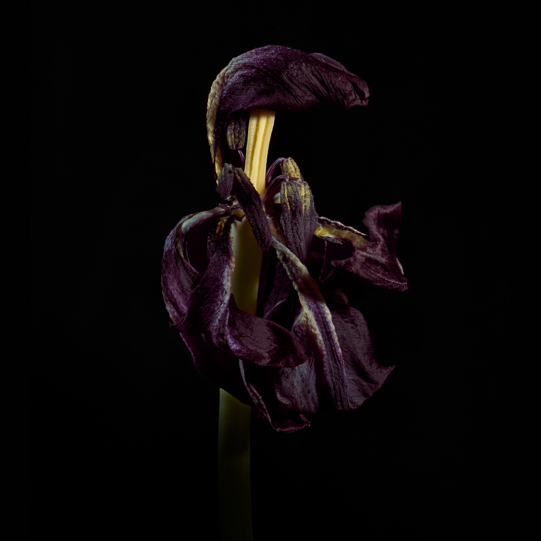 verblühte schwarze Tulpe 03