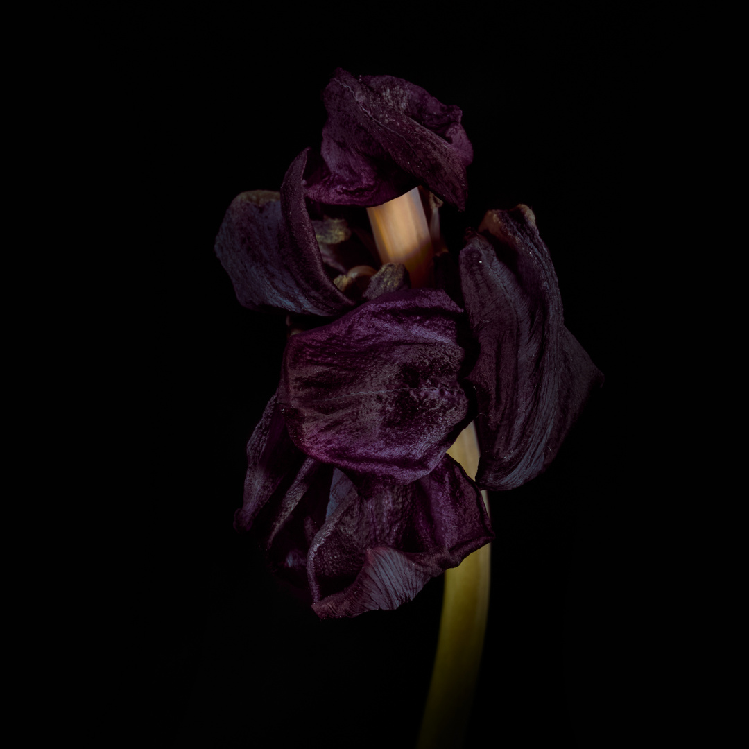 verblühte schwarze Tulpe 05