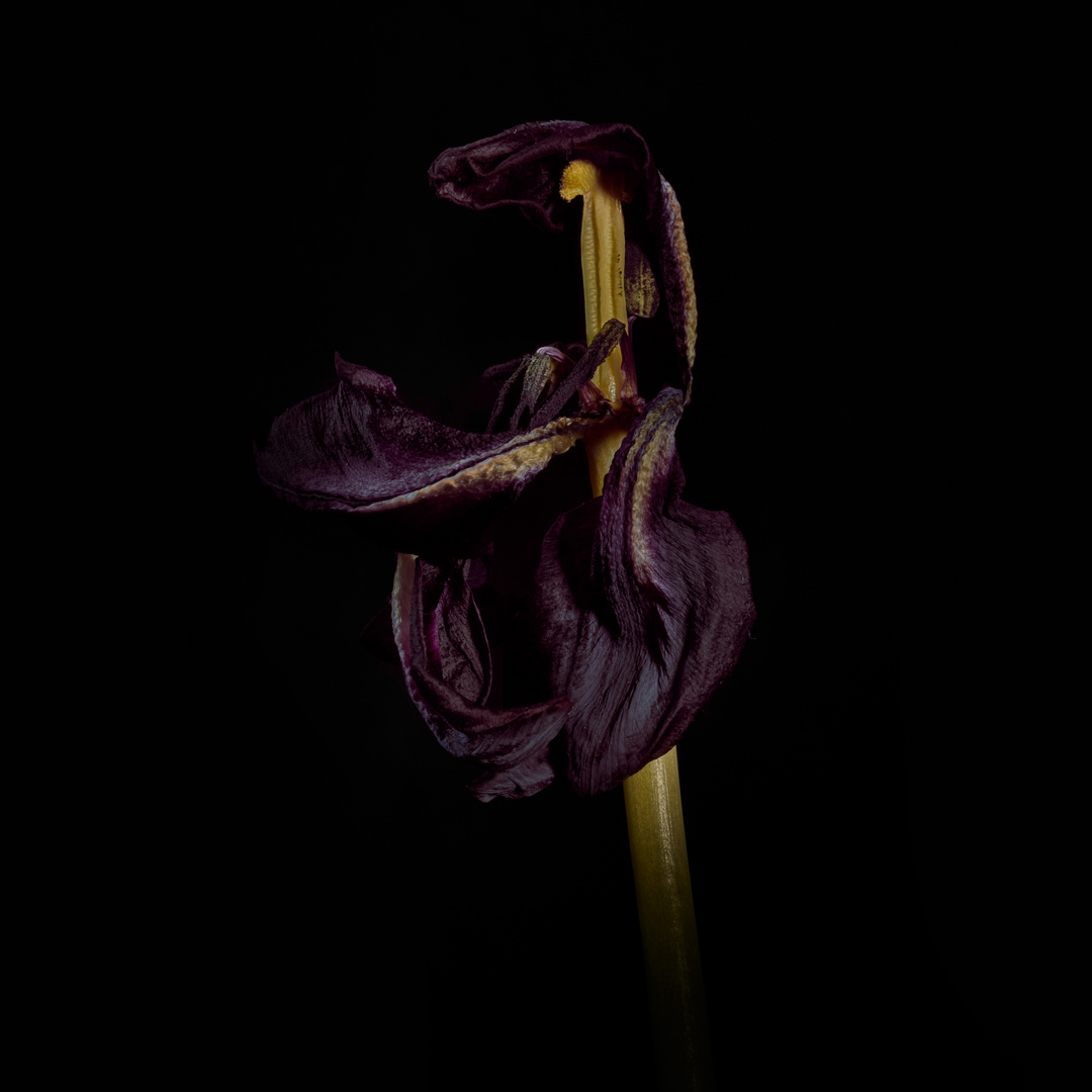 verblühte schwarze Tulpe 06