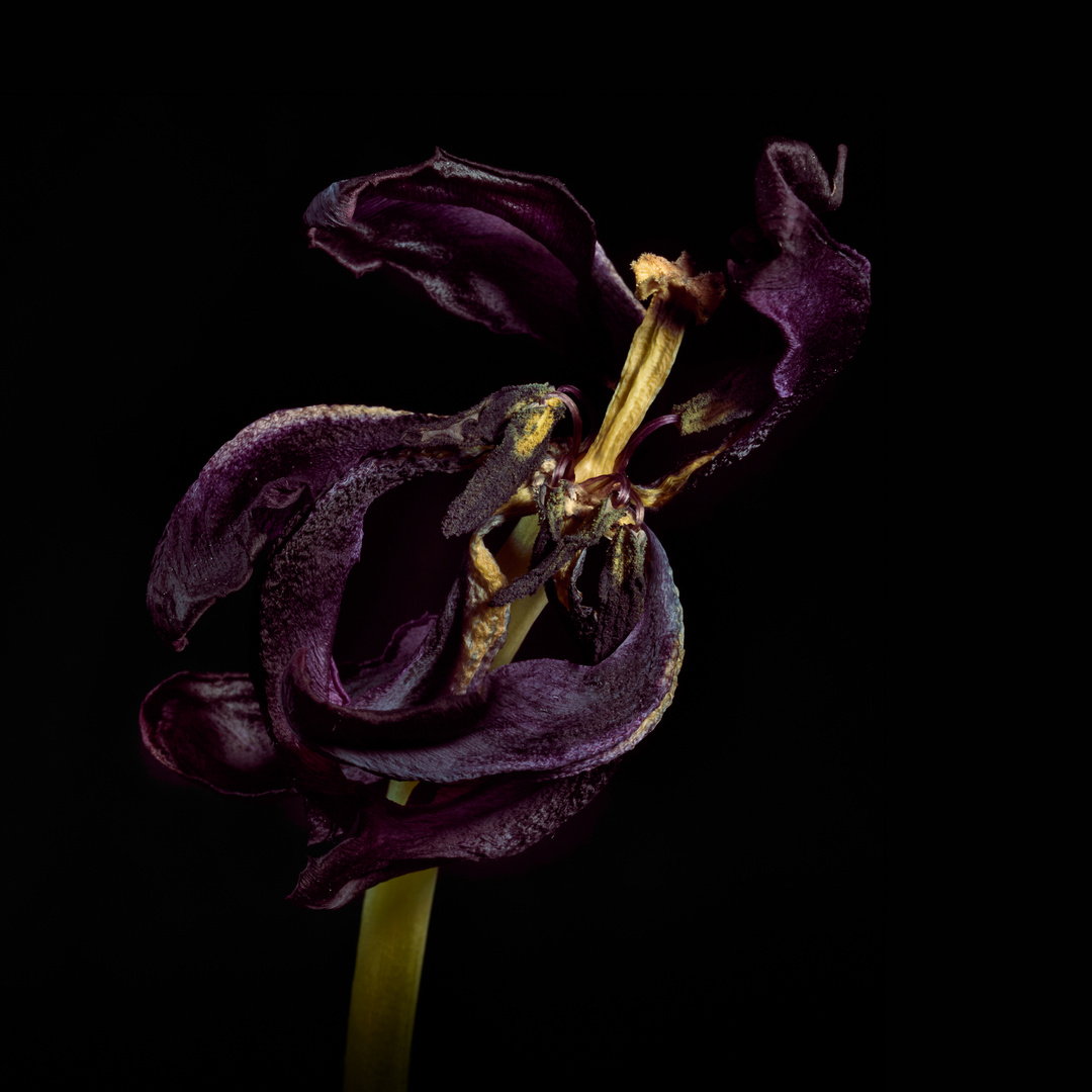 verblühte schwarze Tulpe 07