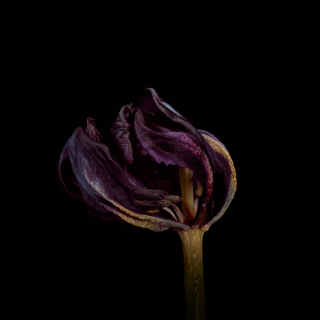 verblühte schwarze Tulpe 09