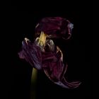 verblühte schwarze Tulpe 10