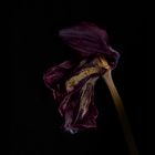 verblühte schwarze Tulpe 11
