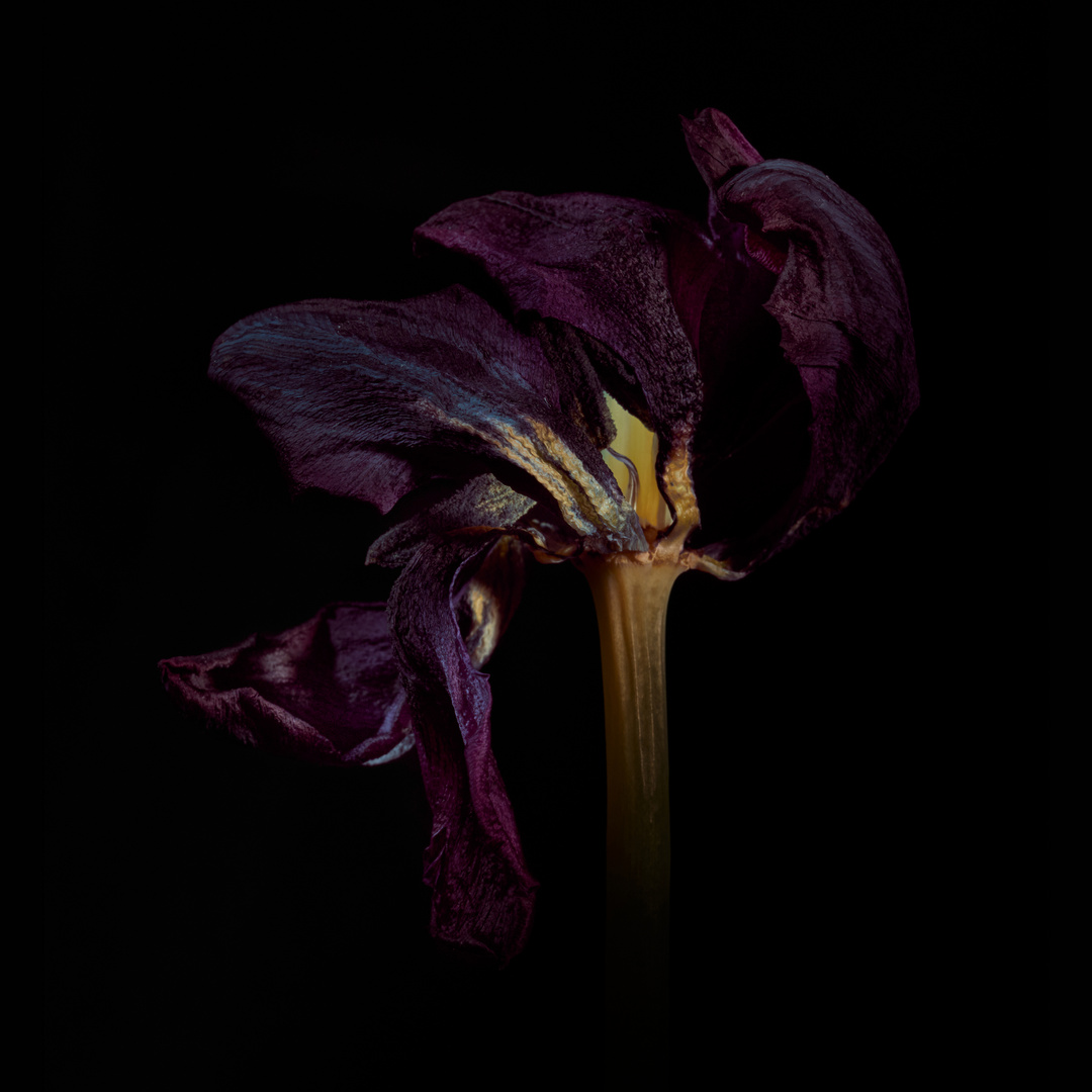 verblühte schwarze Tulpe 12