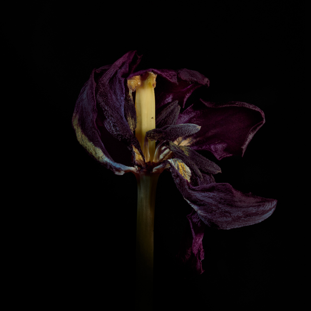 verblühte schwarze Tulpe 13