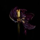 verblühte schwarze Tulpe 13