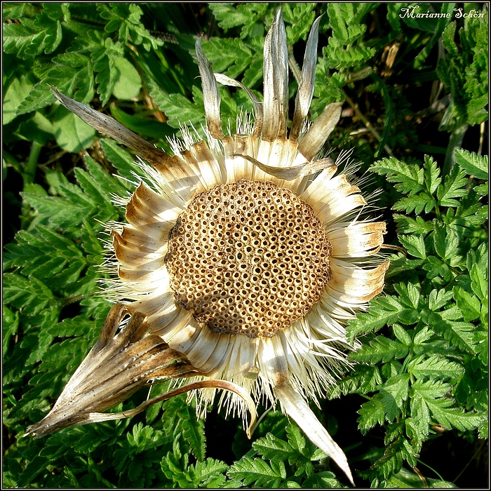 Verblühte Silberdistel