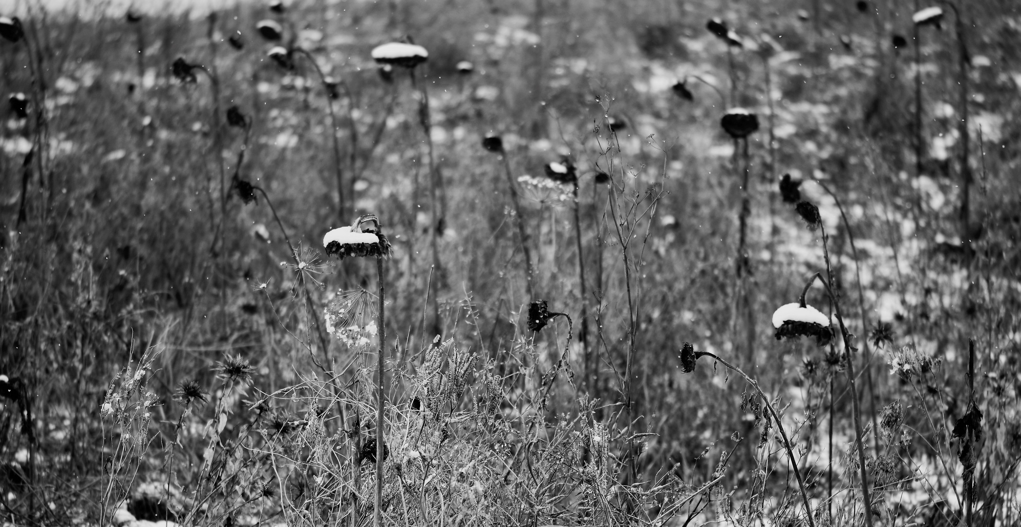 Verblühte Sonnenblumen im leichten Schneegestöber......