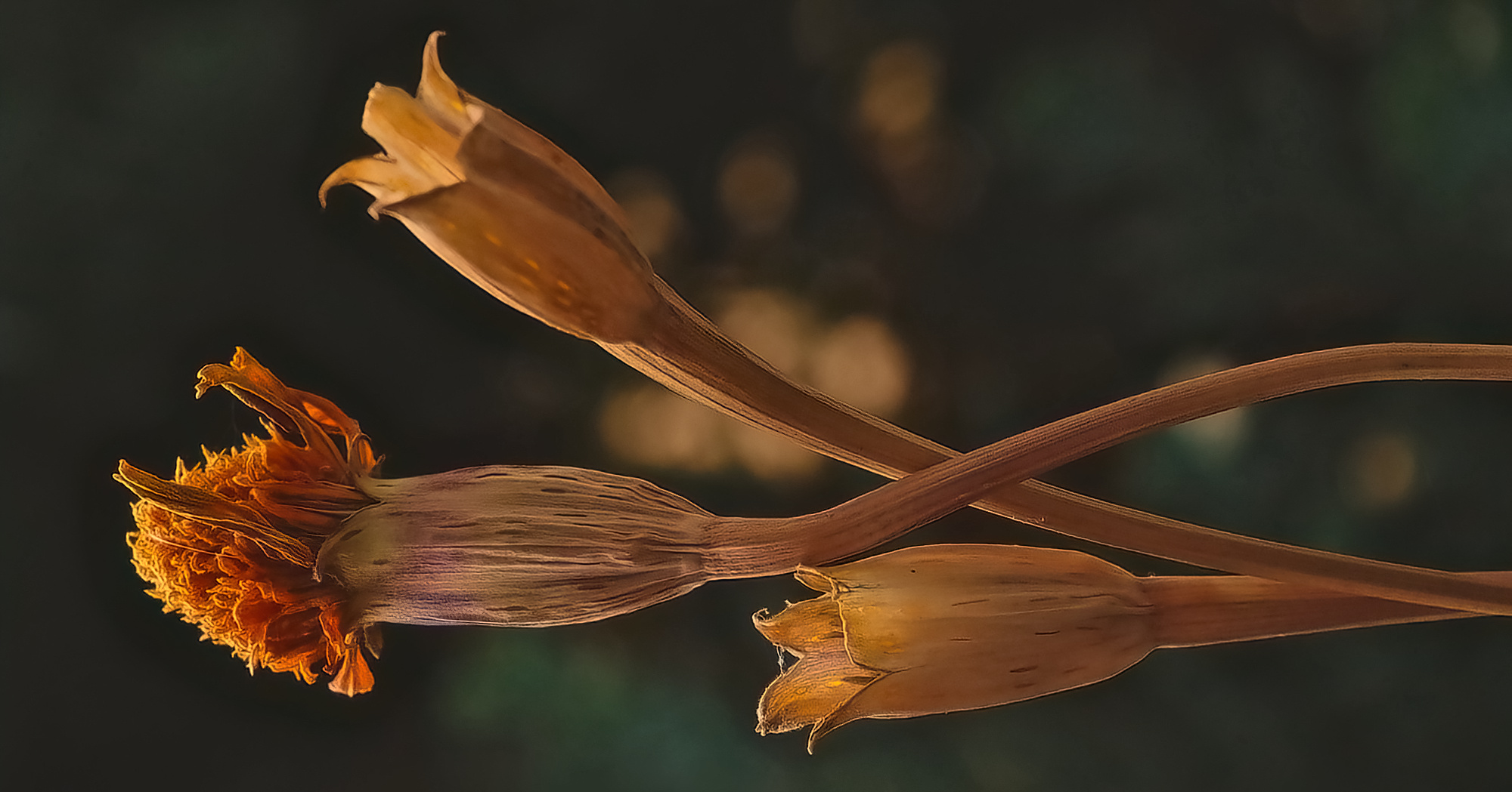 Verblühte Tagetes..