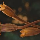 Verblühte Tagetes..