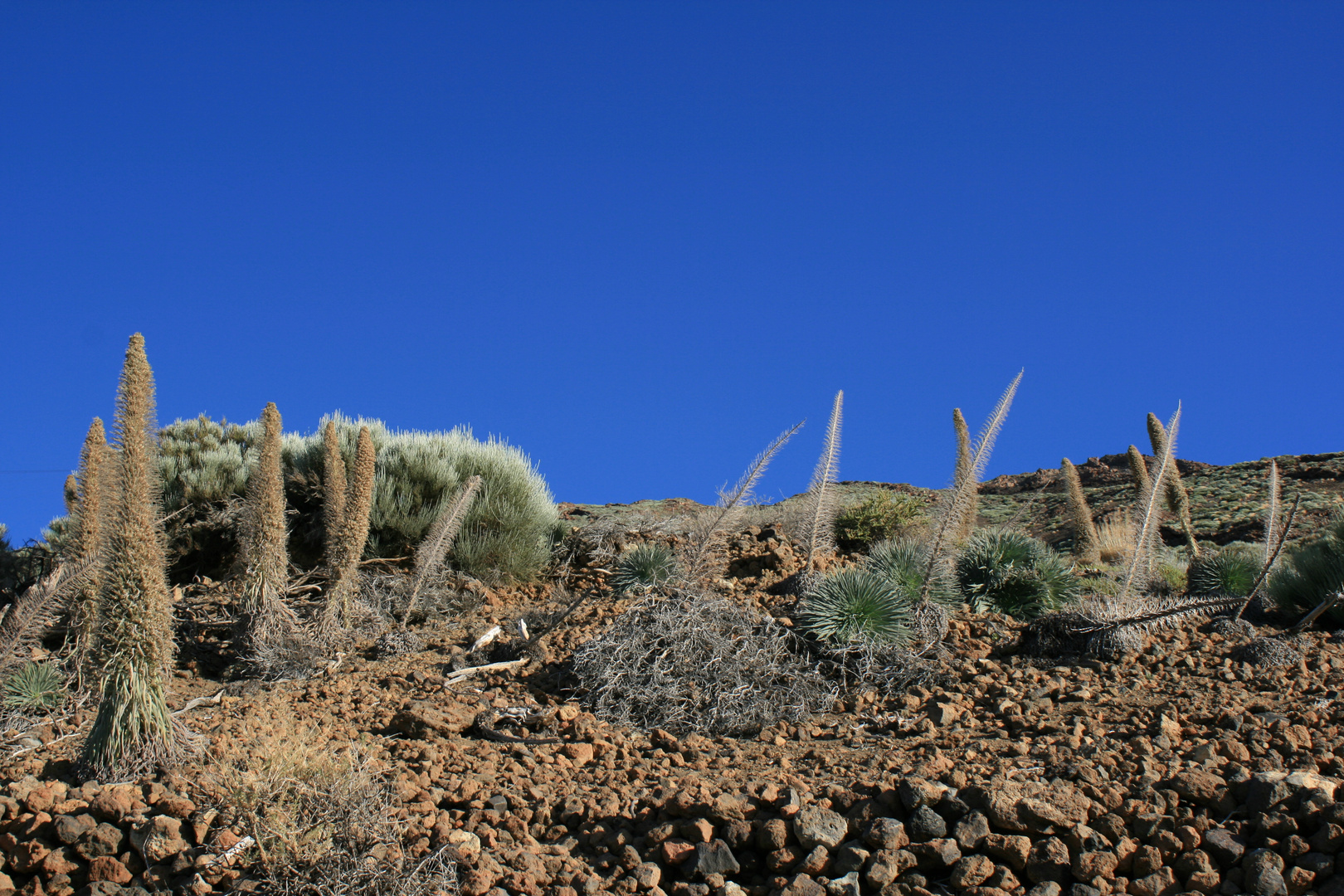 Verblühte Teide- Natternköpfe