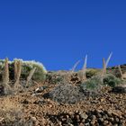 Verblühte Teide- Natternköpfe