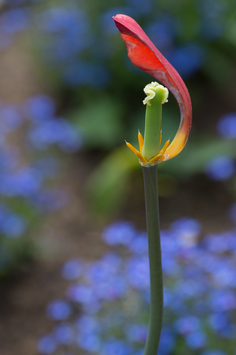 verblühte Tulpe 2