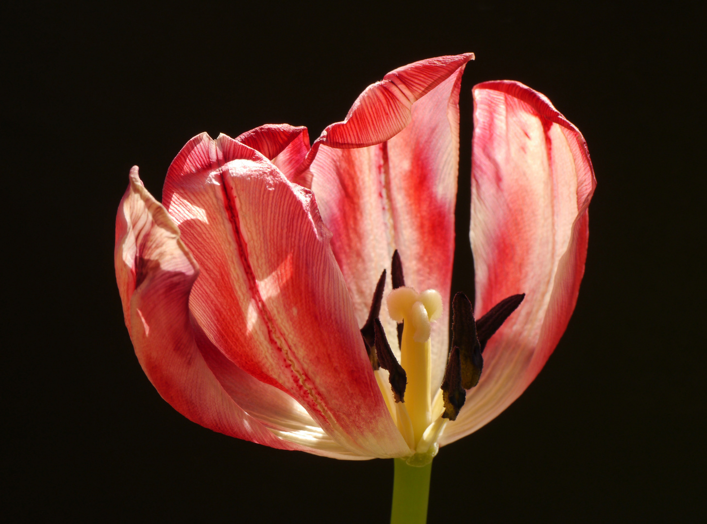 verblühte Tulpe