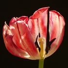 verblühte Tulpe