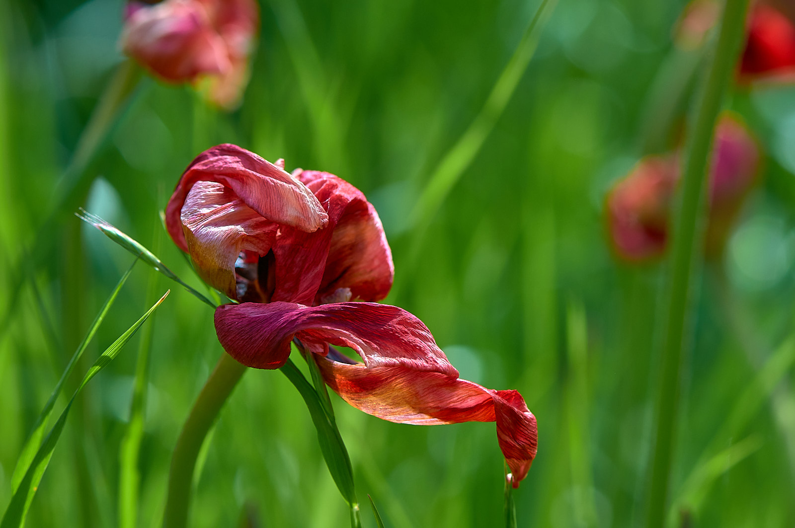 verblühte Tulpe